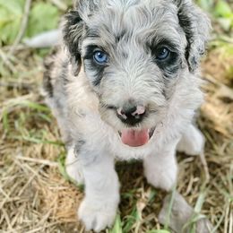Aussiedoodle Puppies from North Mountain Doodles