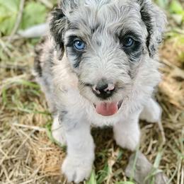 Aussiedoodle Puppies from North Mountain Doodles