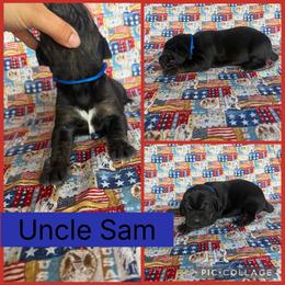 Uncle Sam - Black male Catahoula Leopard Dog puppy in Forbes, Minnesota from North Country Catahoulas