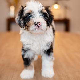 Boy 8 - male Bernedoodle puppy in Chandler, Arizona from Phoebe's Bebies