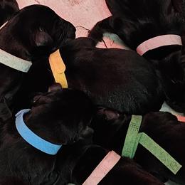 Yellow Collar - Female - Black female Labrador Retriever puppy in Boyd, Minnesota from Lindley Labradors