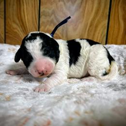 Romeo - Parti male Goldendoodle puppy in Pittsburg, Texas from Grace Springs Goldendoodles