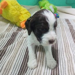 Miss Dashly - White and liver female English Springer Spaniel puppy in Kingsport, Tennessee from Leandra's English Springer Spaniels