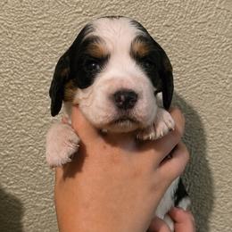 Bunny - Black white and tan female English Springer Spaniel puppy in Fort White, Florida from Thunderbird Springers