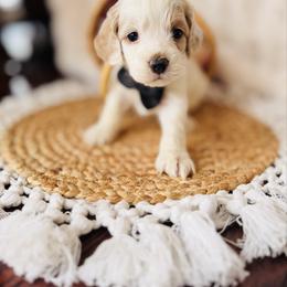Boudreaux - Buff and white male Cockapoo puppy in Alexandria, Alabama from Bright and Beautiful Cockapoos and Doodles