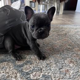 French Bulldog puppies from Quist family farm
