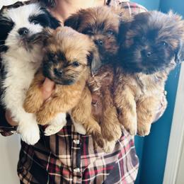 Shih Tzu puppies from Adam & Eve Pups CT