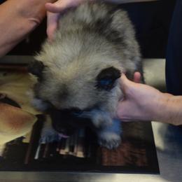 Dark Pink - Black and silver female Keeshond puppy in Fayetteville, Tennessee from Erbekees-Keeshonden