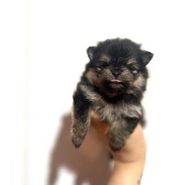 Pixie - Black and tan female Pomeranian puppy in Lillington, North Carolina from Dignified Poms