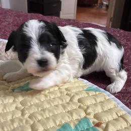 Lillie - Black and white female Schnoodle puppy in Huron, Tennessee from Wilma's Paw-Paw Patch