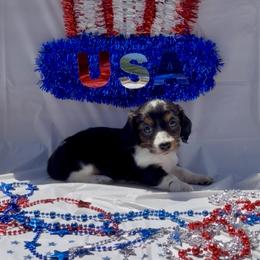 Dachshund Puppies from CBR Mini Dachshunds