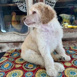 Poodle Puppies from Red Tree Farm Standard Poodles