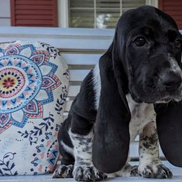 Basset Hounds from Southern City Bassets