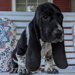 Basset Hounds from Southern City Bassets
