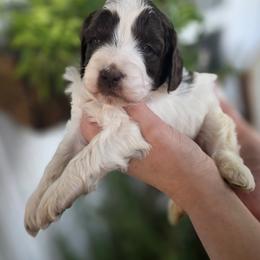 Harvest - Parti male Goldendoodle puppy in Decatur, Tennessee from Diamond's Doodles