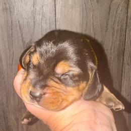 Legolas - Black and tan male Beagle puppy in Viper, Kentucky from Mountain Top