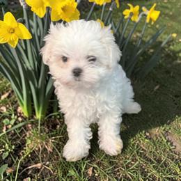 Korean Tater - White male Maltese puppy in Mooresville, North Carolina from Clearview Canines