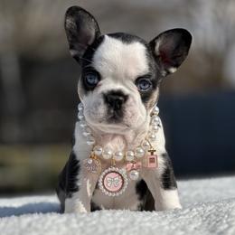 Ivory - Black and tan female French Bulldog puppy in Louisville, Kentucky from Fluffy Frenchie Cartel
