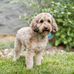 Abby - Australian Labradoodle