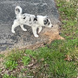 Border Collie Puppies from Roaring River Border Collies