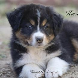Australian Shepherd Puppies from Knight's Aussies