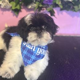 Shih Tzu Puppies from Adams Pawsitive Pawfection