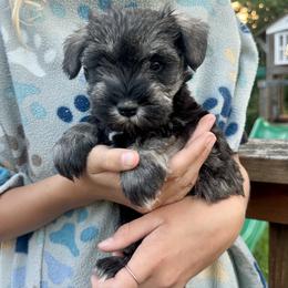 Light Purple Girl - Salt and pepper female Miniature Schnauzer puppy in Floyd, Virginia from Little River Puppies