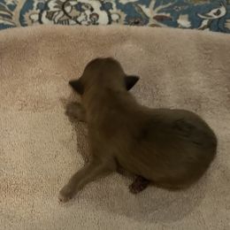 Aspinwall de La Rive - Fawn merle male Pyrenean Shepherd puppy in Ripley, Ohio from La Rive Pyr Sheps LLC