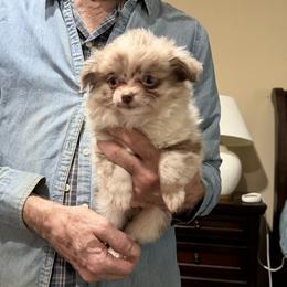 Companion Cross puppies from Heartland Pomeranians and Chihuahuas