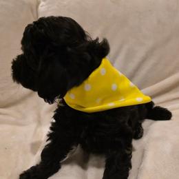 Dally - Black female Bordoodle puppy in Churchill County Fallon, Nevada from Card Family Ranch
