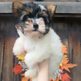 Sissy (Fully Import Lines) - Parti female Yorkshire Terrier puppy in Hope, Indiana from DJ Yorkies