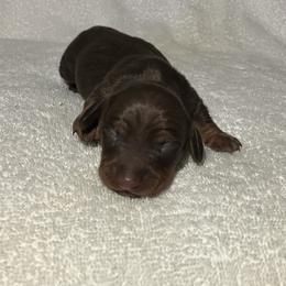 Barkley - Chocolate and tan male Dachshund puppy in Mocksville, North Carolina from The Dachs of Hazzard Dachshunds