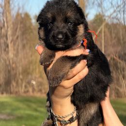 Caia - Black and red female German Shepherd puppy in Harvard, Illinois from Aus Dem Meer German Shepherds