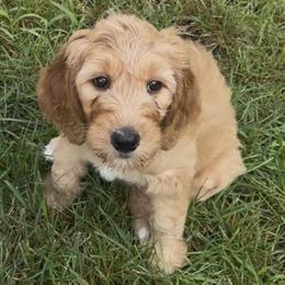 Goldendoodle Puppies from Good As Gold Doodles
