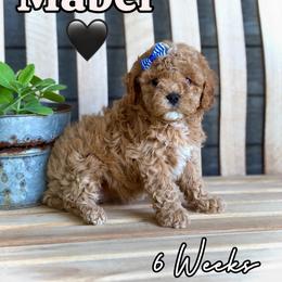 Mabel - Red female Cavapoo puppy in Runaway Bay, Texas from Green Ranch Doodles