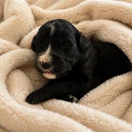 Elizabeth - Black and white female Bernedoodle puppy in Holden, Missouri from Mid-West Bernedoodles