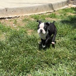 Kobe - Black and white female Boston Terrier puppy in Belleville, Missouri from Belleville Bostons