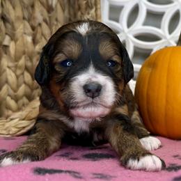 Girl 2 - Tri-color female Bernedoodle puppy in Russiaville, Indiana from Pleasant Creek Minibernedoodles