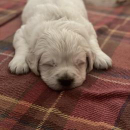 Golden Retriever Puppies from Feather Fletched English Goldens