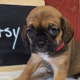 Boxers, Cavalier King Charles Spaniels, and Companion Crosses from Katie's Pups