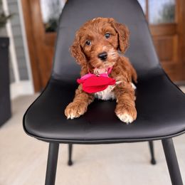 Sparkler - Red  male Goldendoodle puppy in Jonesborough, Tennessee from Ruby Red Goldendoodles