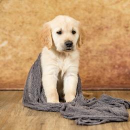 Golden Retriever Puppies from Golden Borealis