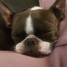 Ivy - Boston Terrier