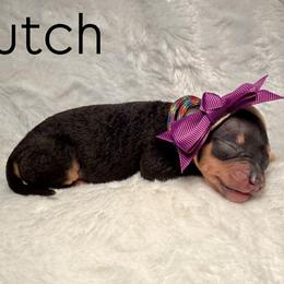 Dutch - Black female Great Dane puppy in Westland, Georgia from Black Tie Danes