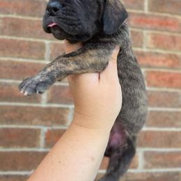 Nagini - Brindle female Great Dane puppy in Arlington, Texas from Scoober Danes