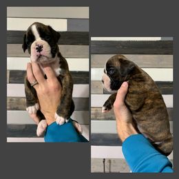 Girl 1 - Boxer puppy in Henderson, Tennessee from Vom Broadvalley