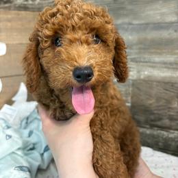Copper - Red  male Poodle puppy in Osseo, Michigan from Paws in the Country