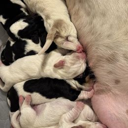 Basset Hound puppies from Pride Rock Basset Hounds