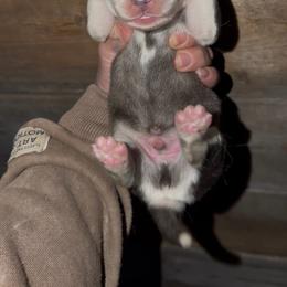 Boy 3 - Black and white male Siberian Husky puppy in Iron River, Wisconsin from Wiemeri Siberians