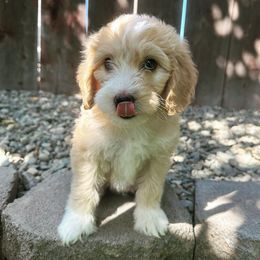 Boy 5 - Apricot Goldendoodle puppy in Modesto, California from Two Doods Doodles